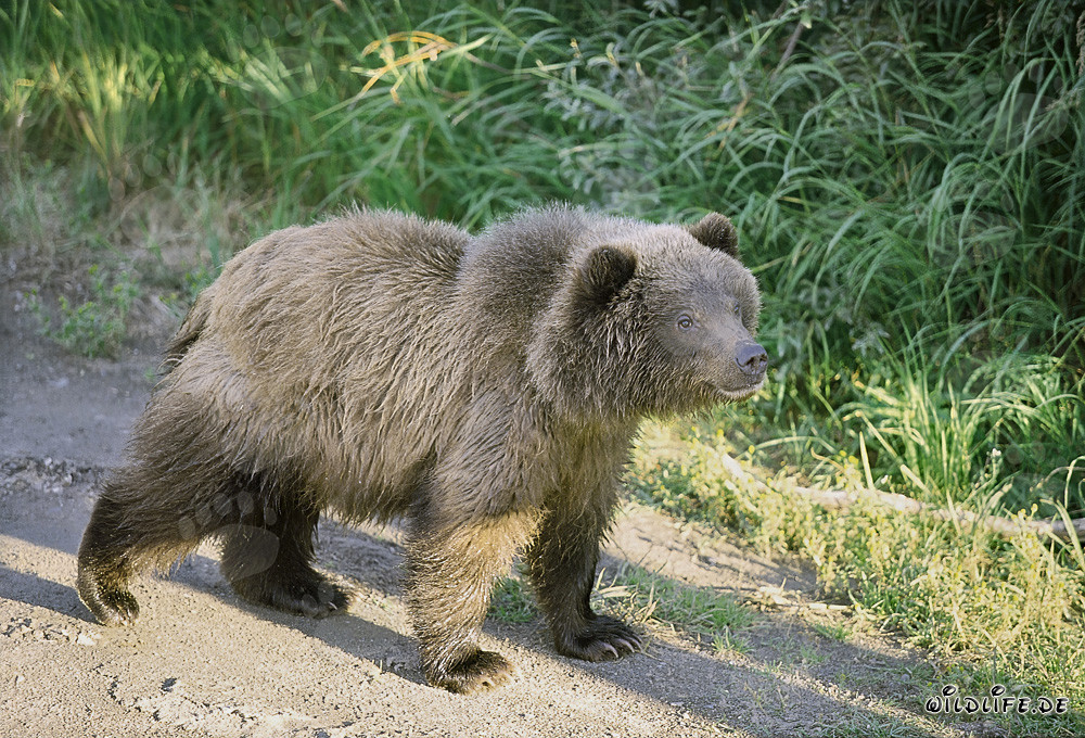 Cachorro de oso pardo se encuentra con un gran congénere