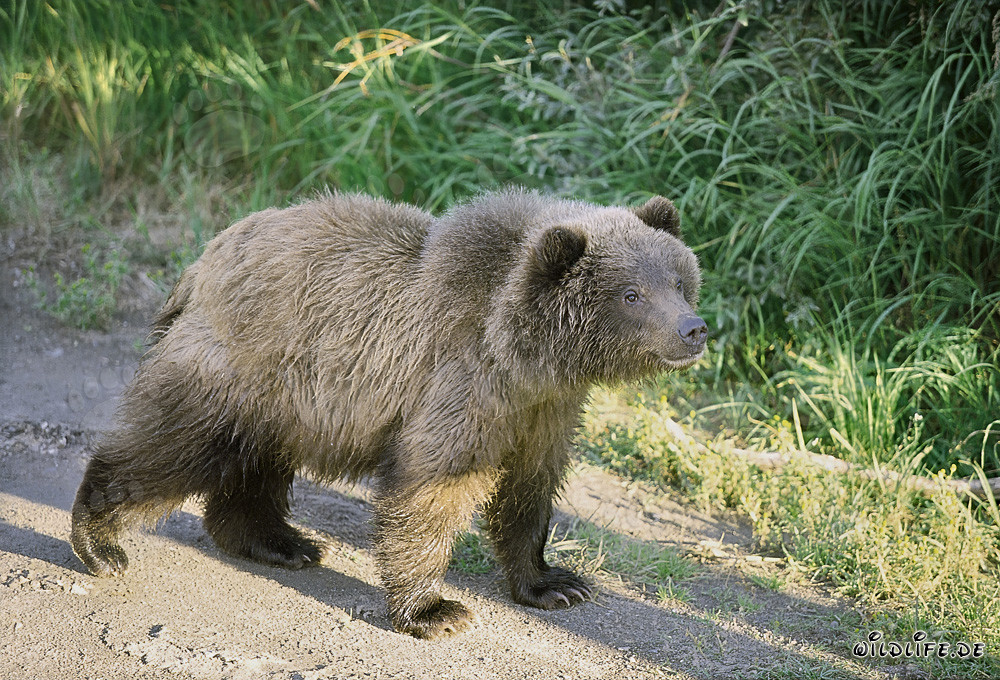 Giovane orsetto bruno incontra un grande simile