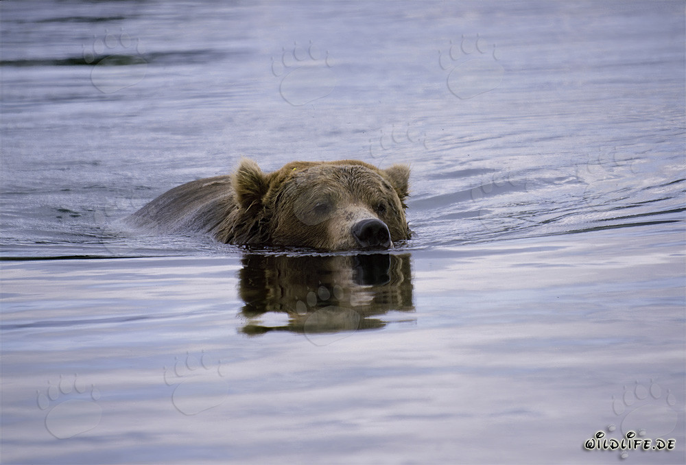 Faszinierender Braunbär beim Lachsfischen im Brooks River