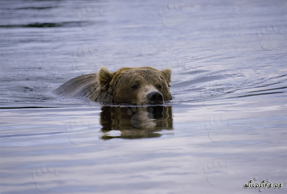 Fascinating Brown Bear Fishing for Salmon in Brooks River