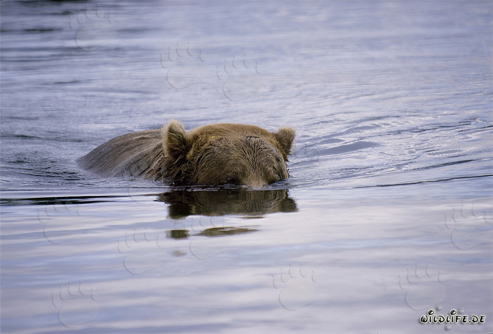 Brown Bear Searching for Salmon in the Crystal Clear River