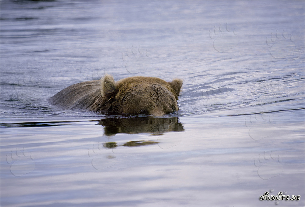 Orso bruno alla ricerca di salmoni in un fiume cristallino