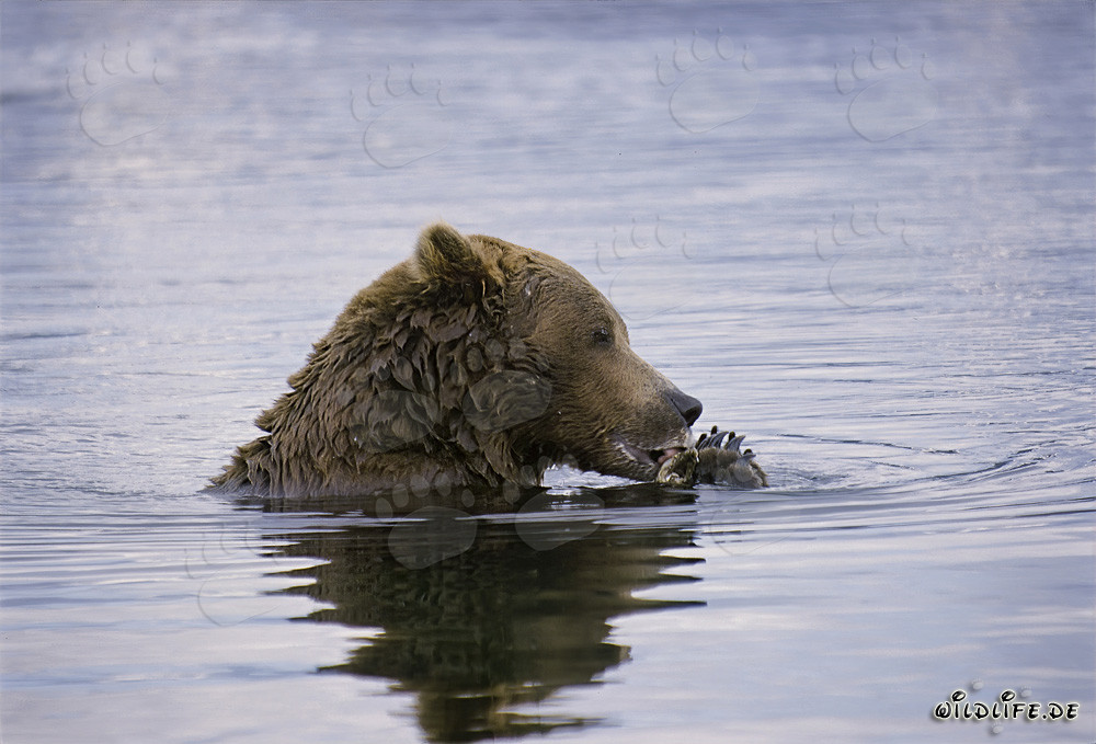 Braunbär entdeckt Lachs in der Mitte des Flusses