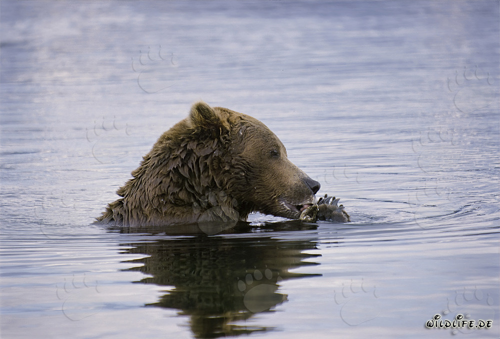 Brown Bear Discovers Salmon in the Middle of the River