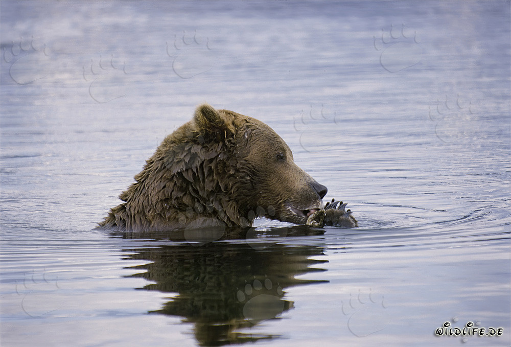 Orso bruno scopre un salmone in mezzo al fiume