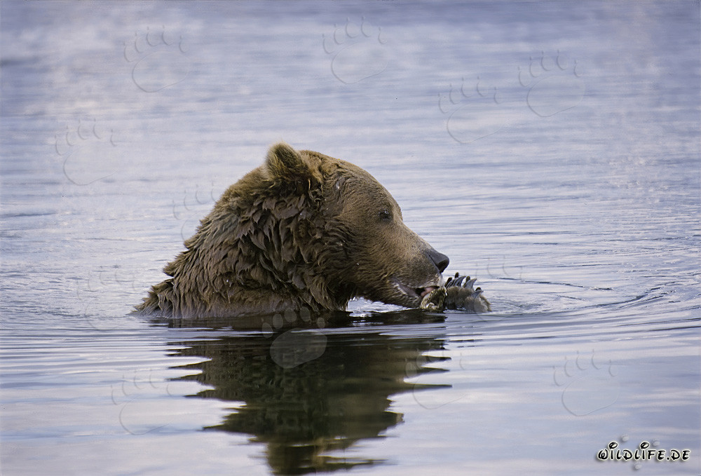 Oso pardo descubre un salmón en medio del río