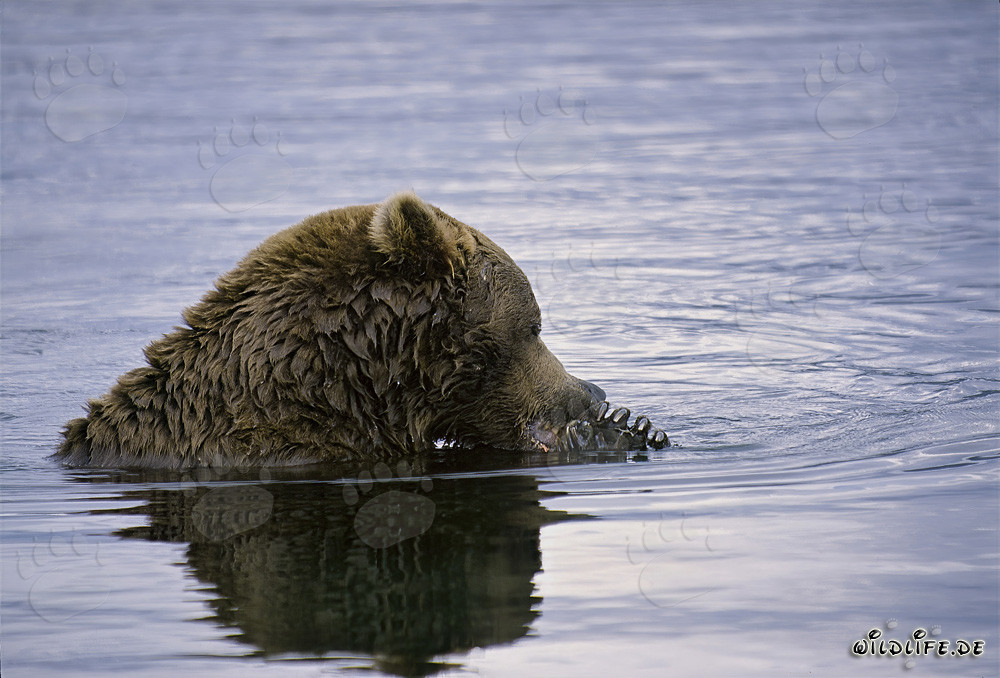 Majestätischer Braunbär beim Lachsfischen in einem wilden Fluss