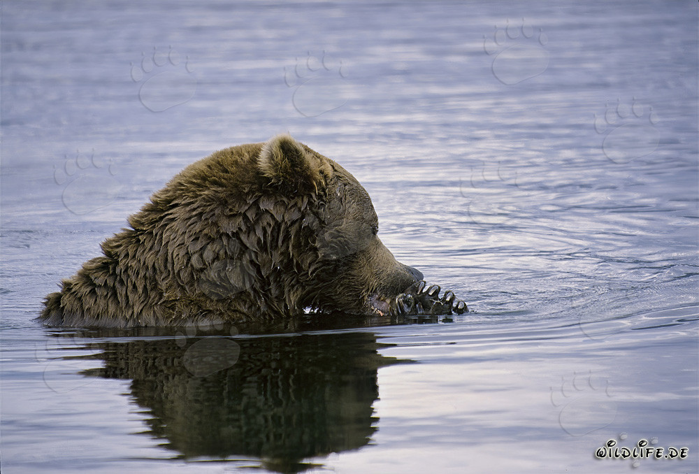 Majestic Brown Bear fishing for salmon in a wild river