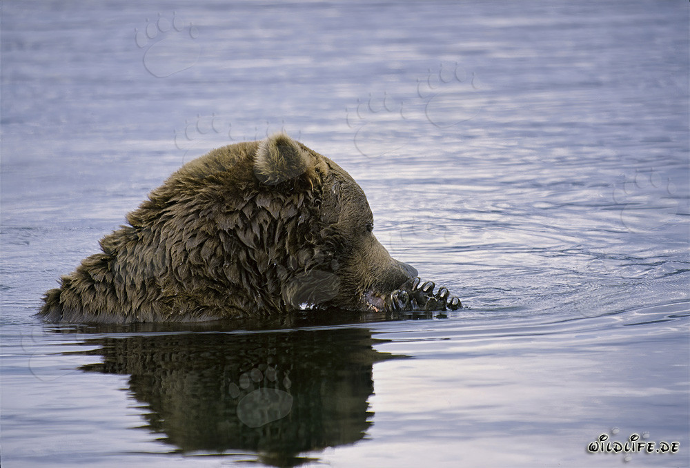Maestoso orso bruno che pesca salmoni in un fiume selvaggio