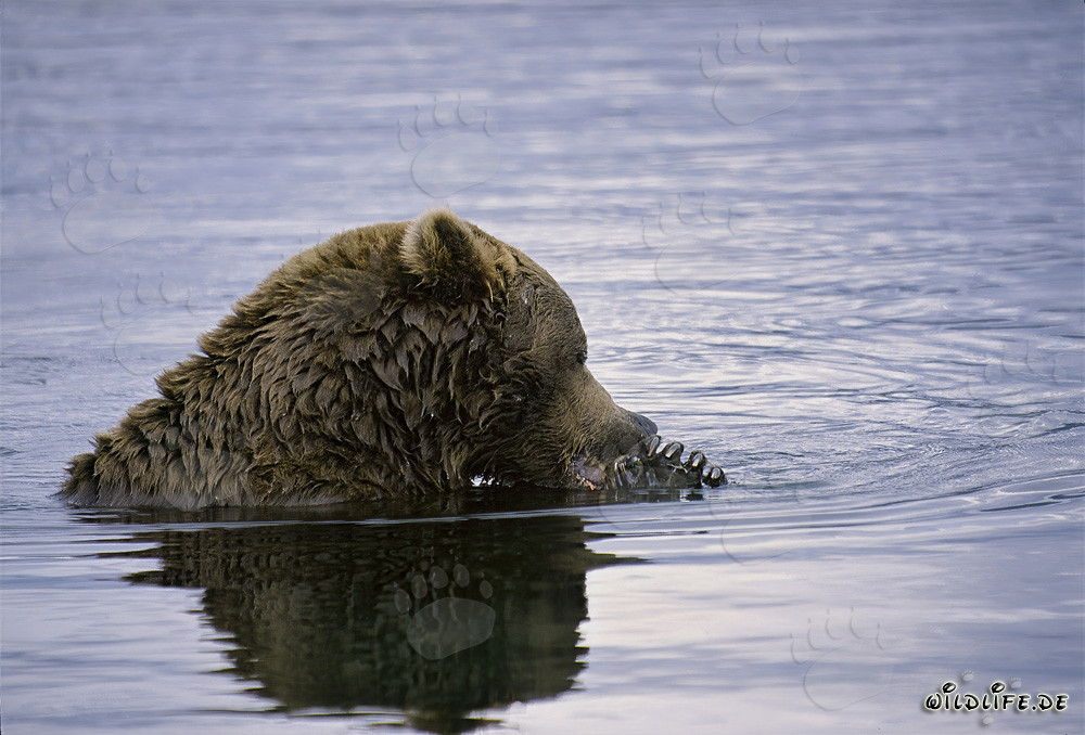 Ours brun majestueux pêchant le saumon dans une rivière sauvage