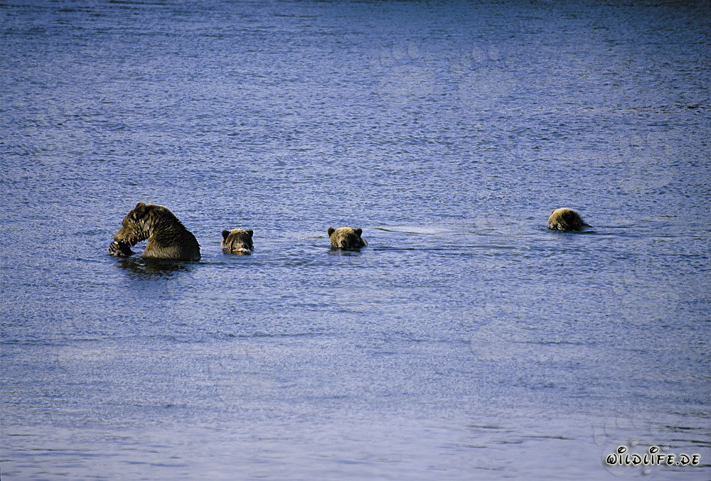 Osa parda majestuosa con tres adorables osos jóvenes en el lago Naknek