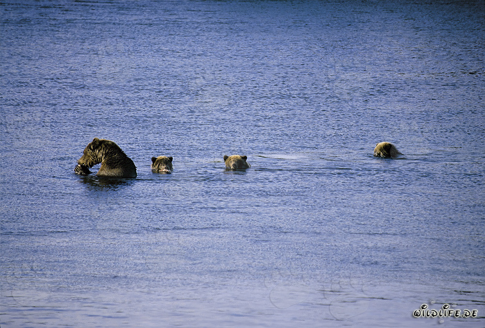 Ourse brune majestueuse avec trois adorables oursons au lac Naknek