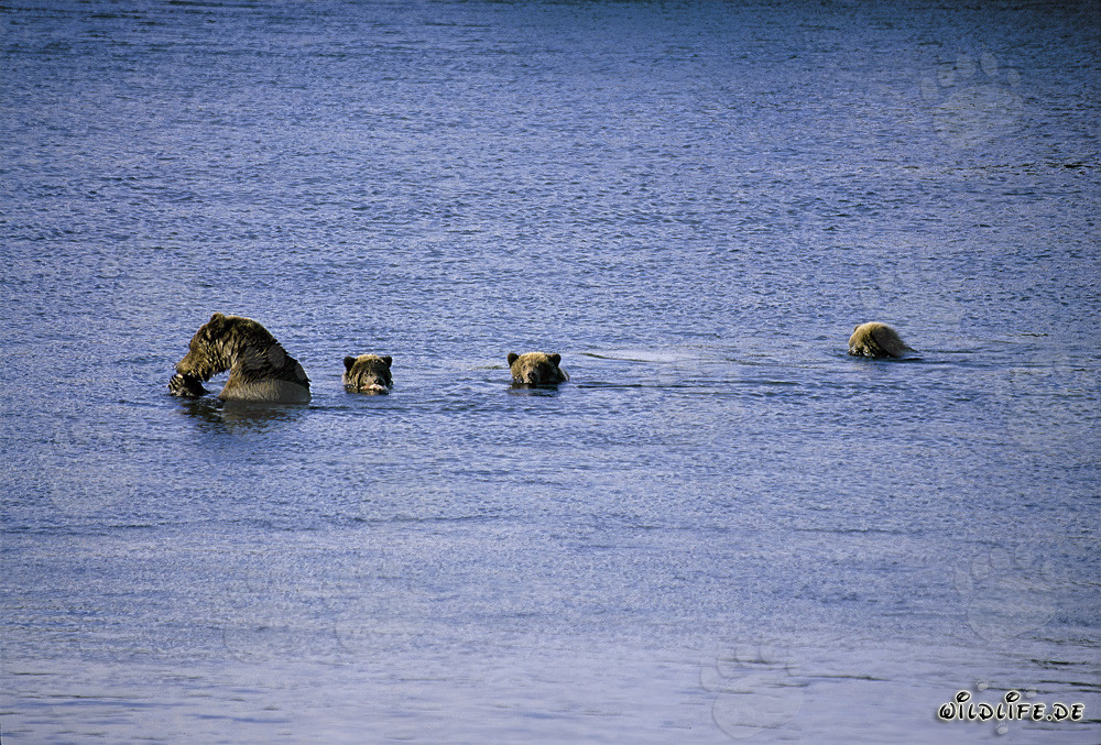 Majestic mother brown bear with three adorable cubs at Naknek Lake