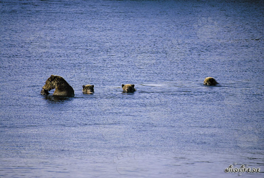 Majestätische Braunbärin mit drei niedlichen Jungbären am Naknek Lake