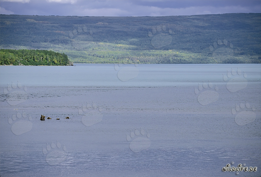 Braunbärenfamilie beim Fischen im Naknek Lake