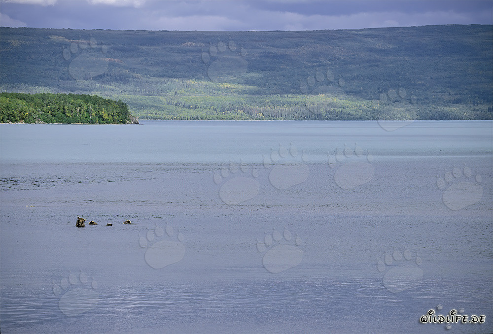 Brown bear family fishing in Naknek Lake