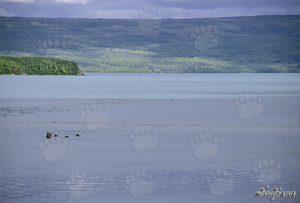 Famiglia di orsi bruni che pescano nel lago Naknek