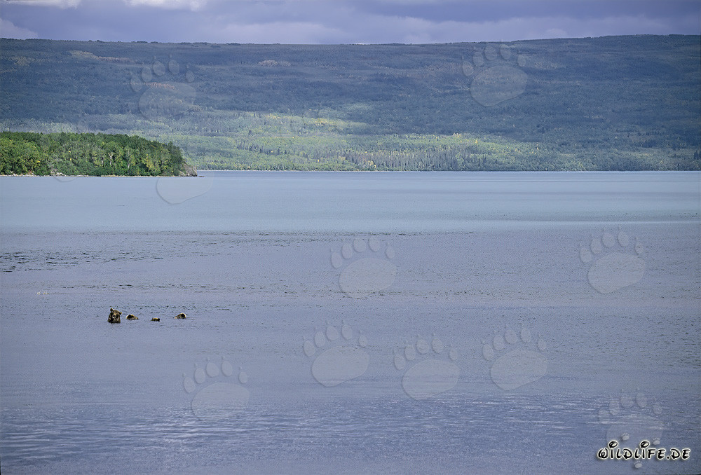 Familia de osos pardos pescando en el lago Naknek