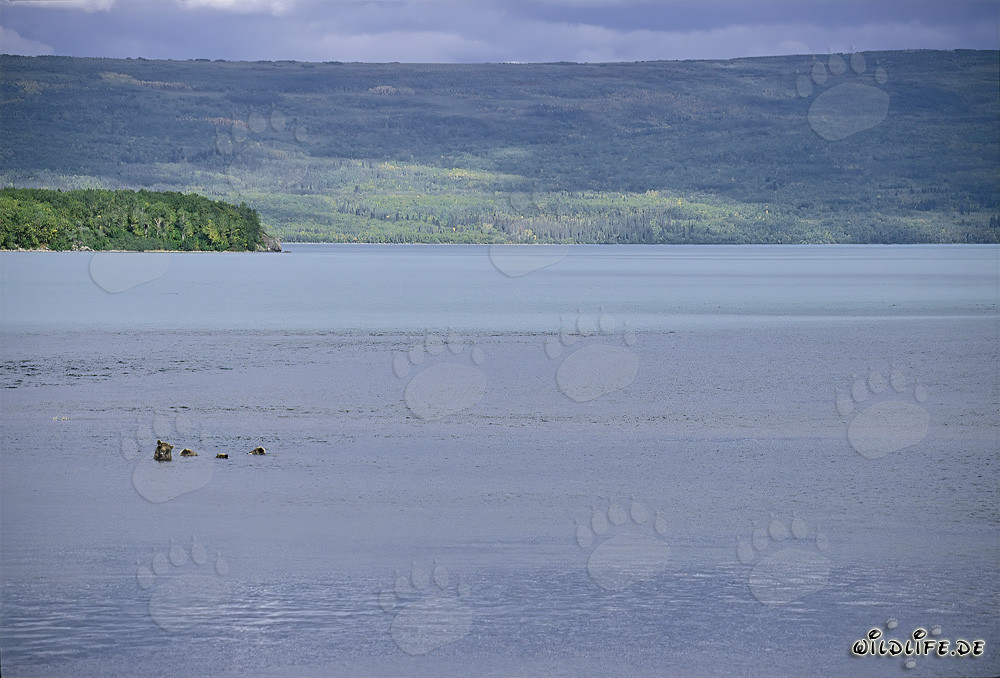 Famille d'ours bruns pêchant dans le lac Naknek