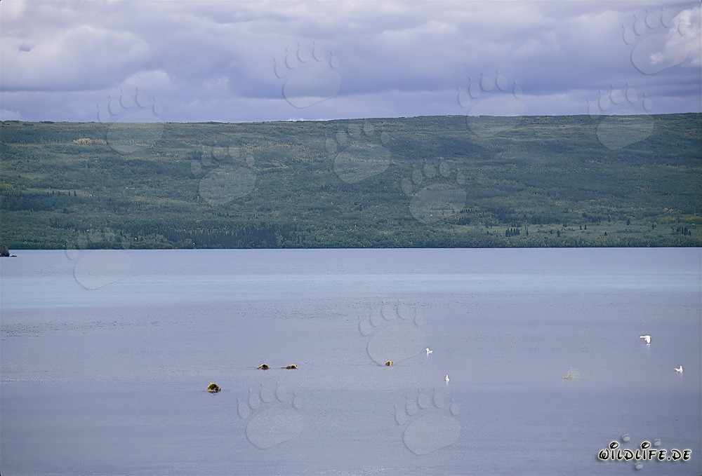 Braunbärenfamilie beim Lachssuchen im Naknek Lake in Alaska