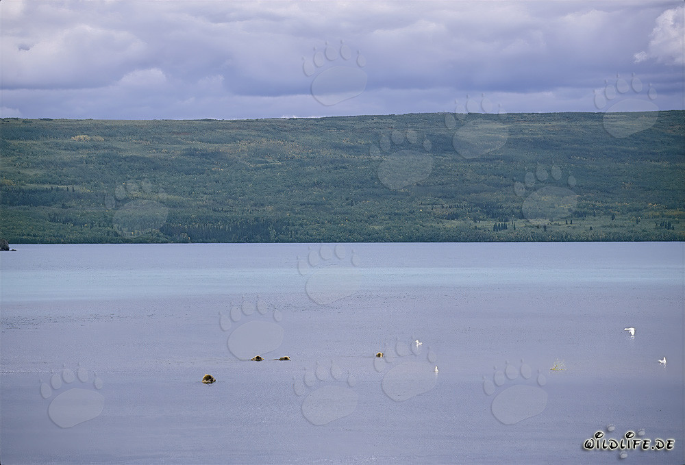 Brown bear family searching for salmon in Naknek Lake, Alaska