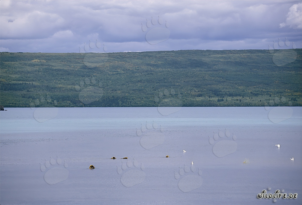 Famiglia di orsi bruni alla ricerca di salmoni nel lago Naknek in Alaska