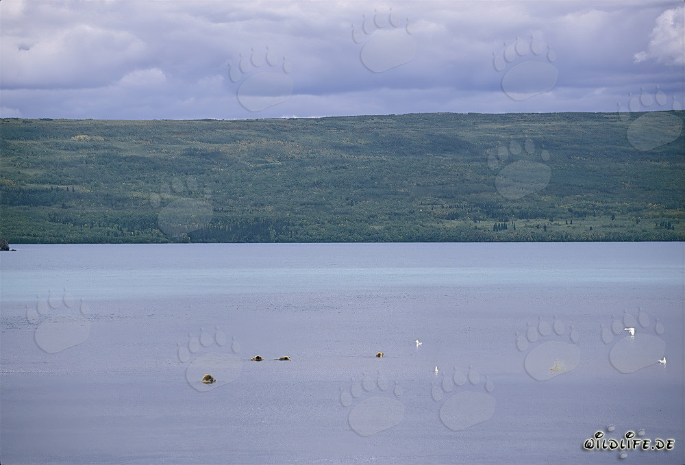 Familia de osos pardos buscando salmones en el lago Naknek en Alaska