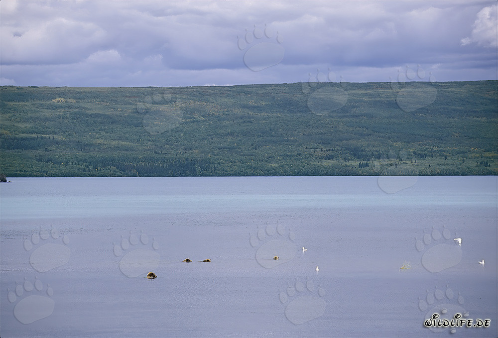 Famille d'ours bruns à la recherche de saumons dans le lac Naknek en Alaska