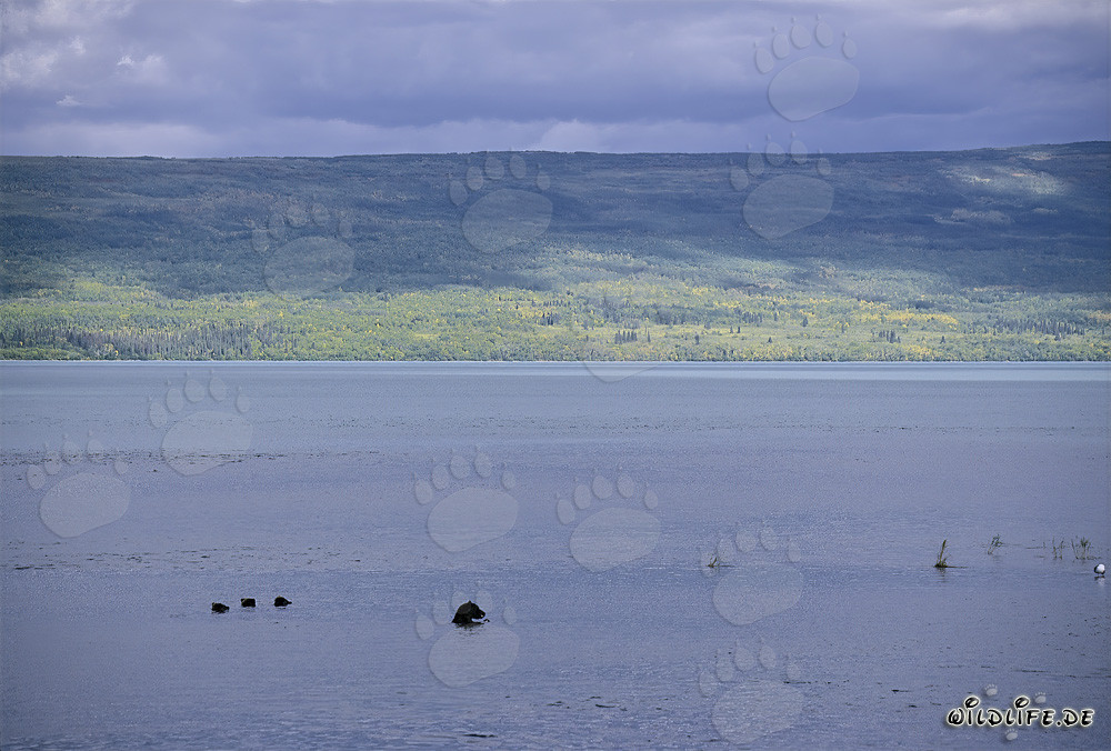 Braunbärenfamilie beim Lachsfang im Naknek Lake
