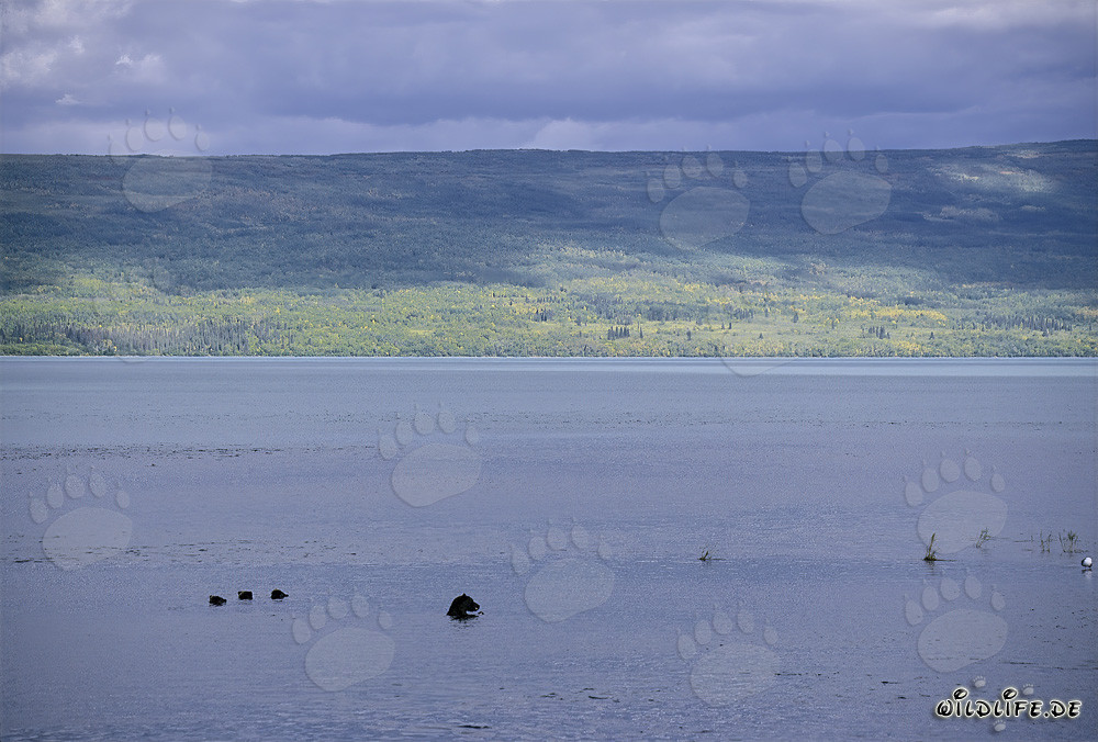 Brown Bear Family Fishing for Salmon in Naknek Lake