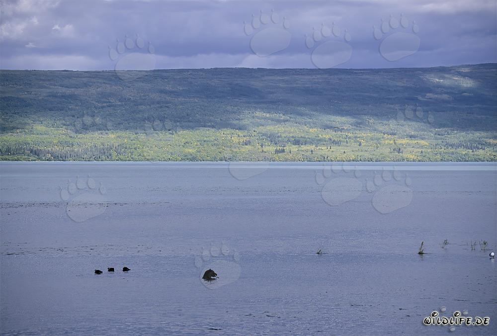 Famiglia di orsi bruni che pescano salmoni nel lago Naknek
