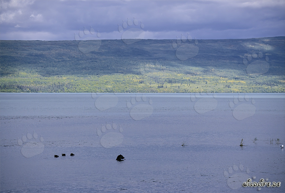 Familia de osos pardos pescando salmones en el lago Naknek