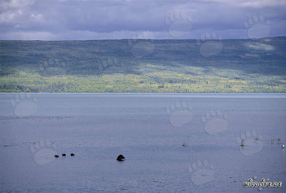 Famille d'ours bruns pêchant du saumon dans le lac Naknek
