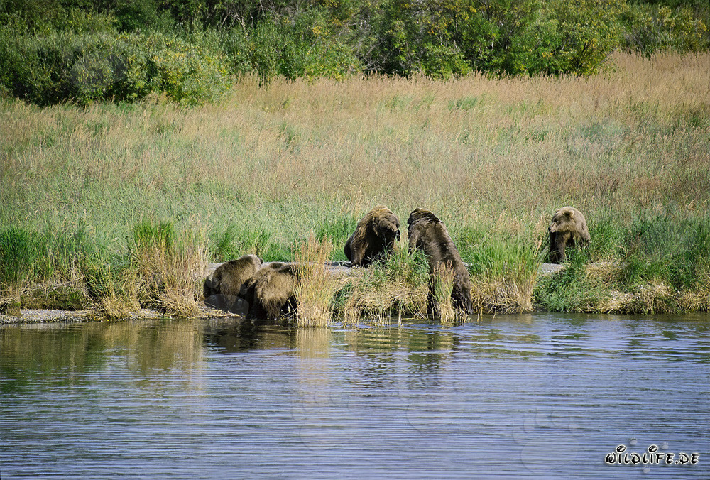 Dangerous Encounter at Brooks River in Alaska