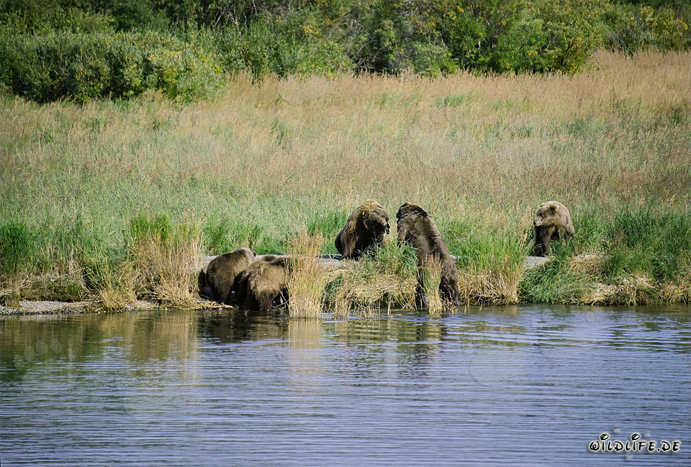 Encuentro peligroso en el río Brooks en Alaska
