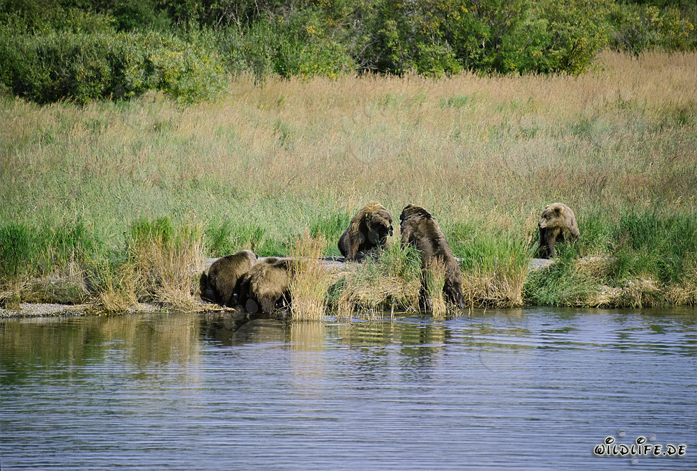 Gefährliche Begegnung mit Braunbären am Brooks River in Alaska