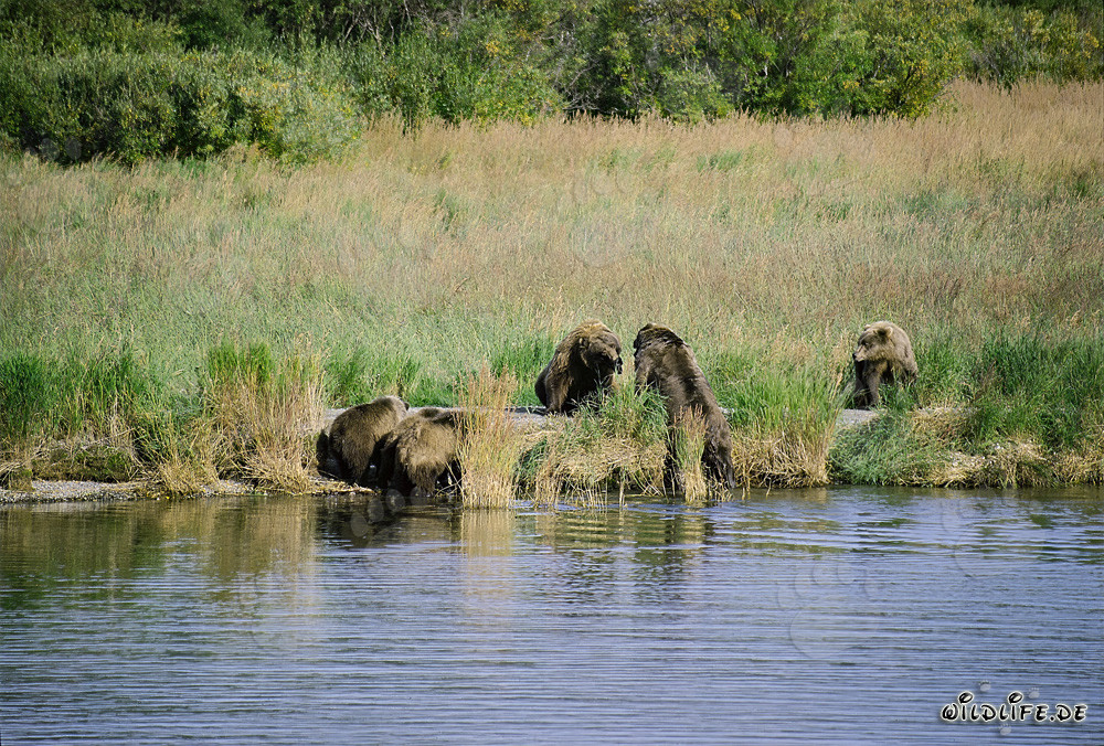 Incontro pericoloso al Brooks River in Alaska