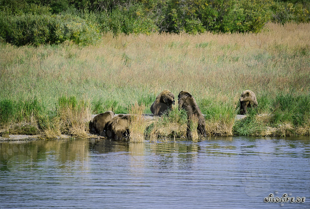 Rencontre dangereuse au Brooks River en Alaska