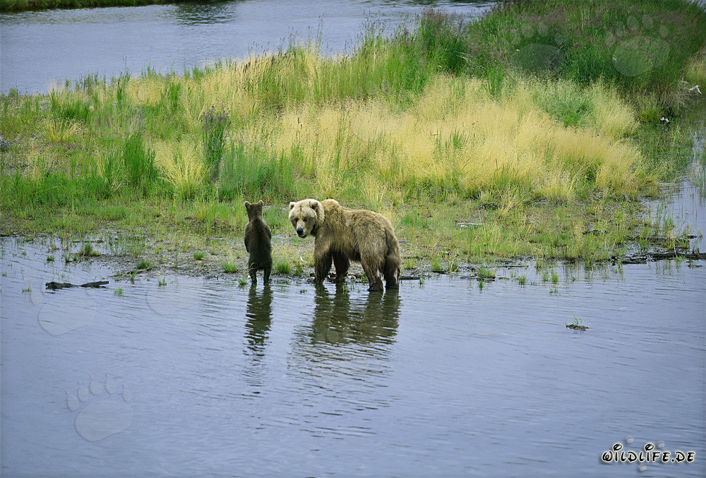 Braunbärin mit ihrem Jungtier am Ufer eines Flusses
