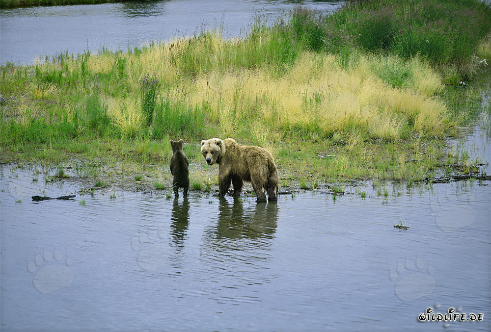 Osa parda con su cría en la orilla de un río