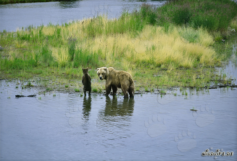 Ourse brune avec son petit au bord d'une rivière