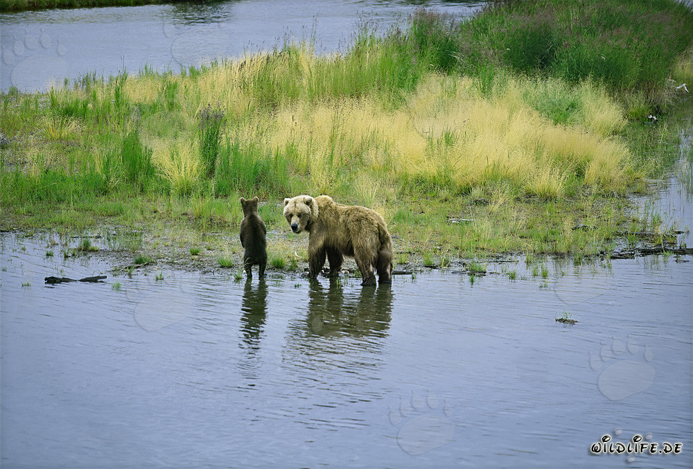 Sow with her cub on the river bank