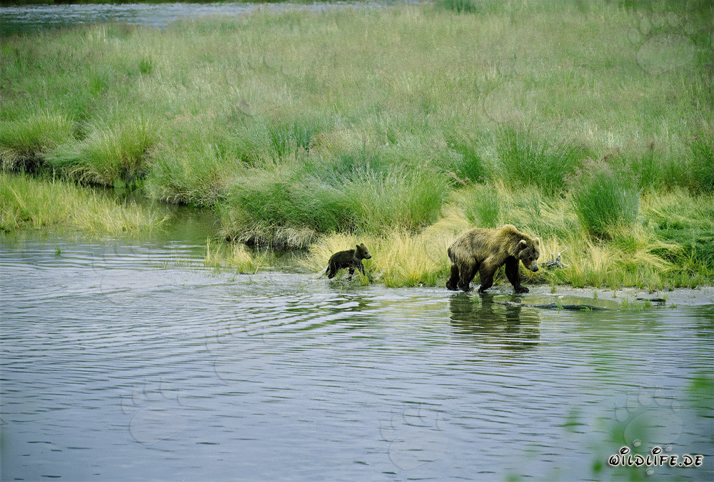 Brown bear with cub on the picturesque river bank