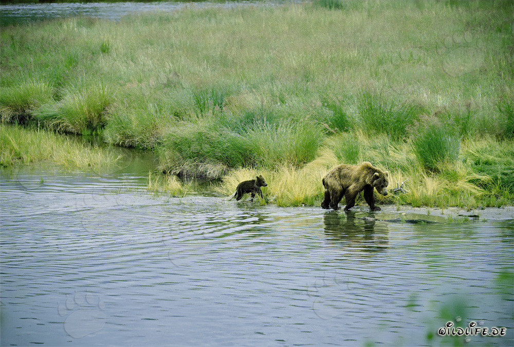 Orsa bruna con cucciolo di orso sulla riva idilliaca del fiume
