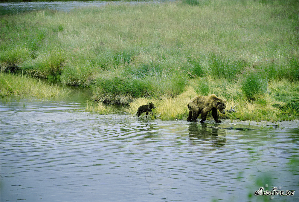 Ourse brune avec son ourson au bord idyllique de la rivière
