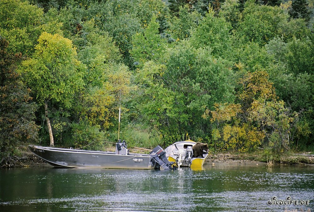 Curious brown bear inspecting the boat at Brooks River in Katmai, Alaska, USA