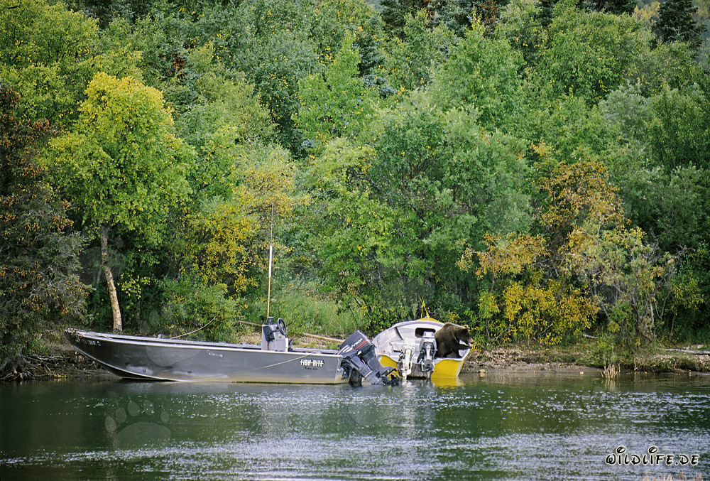Orso bruno curioso ispeziona la barca sul fiume Brooks a Katmai, Alaska, USA