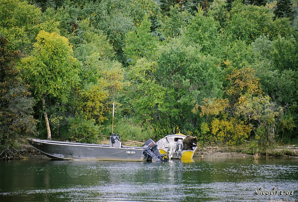 Ours brun curieux inspecte le bateau sur la rivière Brooks à Katmai, Alaska, USA