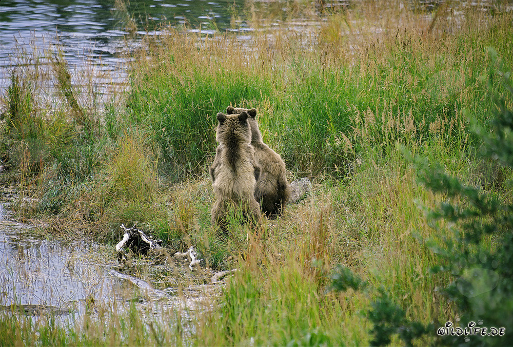 Braunbärfamilie entspannt sich in der Sonne
