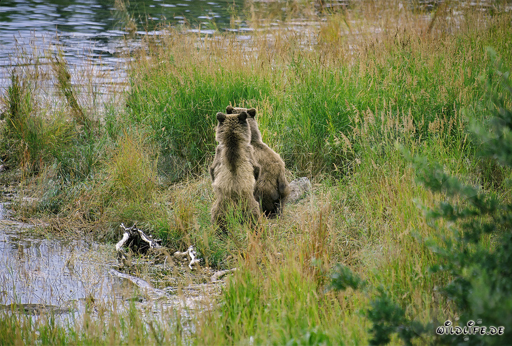 Brown bear family relaxes in the sun